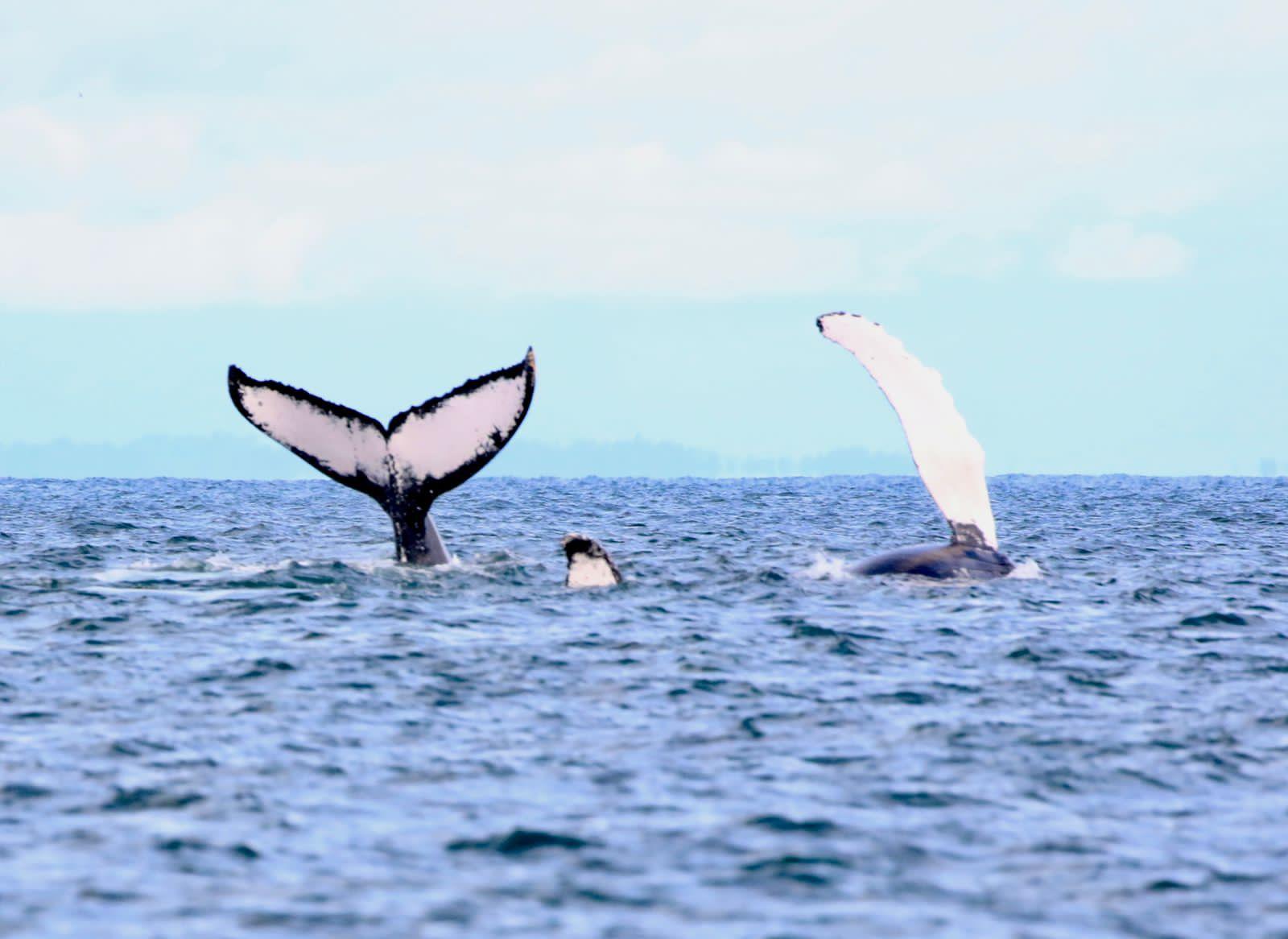 Expedición de 3 días desde Buenaventura: La Sierpe, avistamiento de ballenas, cascadas y tradición Piangüera