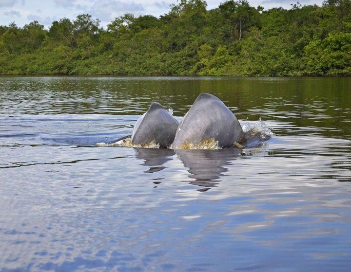 Delfines rosados, pictogramas y temporada de colores en Guaviare